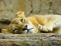 African lion sleeping Royalty Free Stock Photo