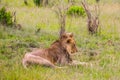 African lion with a small mane Royalty Free Stock Photo