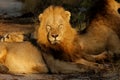 African lion, South Africa