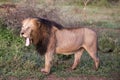 African lion specimen in the middle of the South African savannah at sunrise living the African wildlife