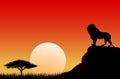 African lion sun sunset nature Royalty Free Stock Photo