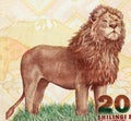 African lion on Tanzanian banknote close-up