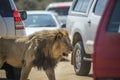 African lion in Kruger National park, South Africa Royalty Free Stock Photo