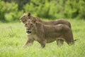 African Lion walking in Samburu Kenya