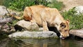 African lion ( Panthera leo bleyenberghi ) at ZOO Zlin , Czech republic Royalty Free Stock Photo