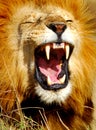 African Lion yawning Royalty Free Stock Photo