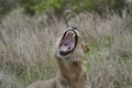 Young male African Lion yawning with mouth wide open Royalty Free Stock Photo