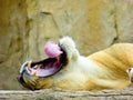 African lion yawning Royalty Free Stock Photo