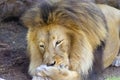 African Lion Royalty Free Stock Photo