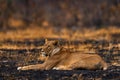 African lion, young kitten. Botswana wildlife. Lion, fire burned destroyed savannah. Animal in fire burnt place, lion lying in Royalty Free Stock Photo