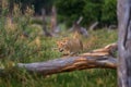 African lion, young male. Botswana wildlife. Lion, slose-up detail portrait in golden grass. Animal in nice place, lion grass