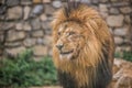 African Lion in Zoo Royalty Free Stock Photo