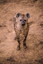 African Hyena in Zoo Royalty Free Stock Photo