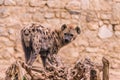 African Hyena in Zoo Royalty Free Stock Photo