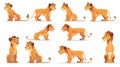 African lioness character in different poses. Modern cartoon set of african feline animal, wild cat standing, sitting Royalty Free Stock Photo