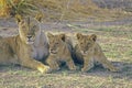 African lioness with her cubs Royalty Free Stock Photo