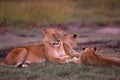 African lioness with her cubs Royalty Free Stock Photo