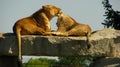 African lioness licking her cub on a rock ledge.