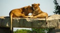 African lioness licking her cub on a rock ledge