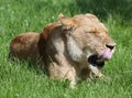 African Lioness licking her lips