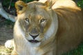 African lioness looking onto the camera Royalty Free Stock Photo