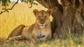 African lioness lying under a tree