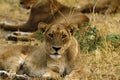 African Lioness One of the Big Five Royalty Free Stock Photo