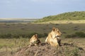 African lioness Panthera leo Nubica with her cub Royalty Free Stock Photo