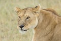 African Lioness (Panthera leo) in Tanzania