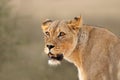 African lioness portrait