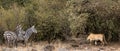 African lioness prey on zebra