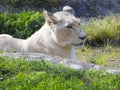 African lioness resting on the grass near the stones Royalty Free Stock Photo