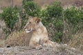 African lioness resting Royalty Free Stock Photo