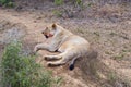 African lioness rests  in the early morning light after eating her fill. Royalty Free Stock Photo