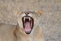 African lioness roaring