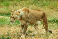 African Lioness Stalking