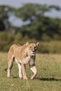 African Lioness walking and looking to the camera Royalty Free Stock Photo