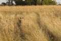 African lioness walking in tall grass Royalty Free Stock Photo