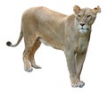 African lioness on white background