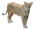 African lioness on white background Royalty Free Stock Photo