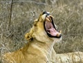 African lioness yawn Royalty Free Stock Photo
