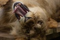 African lioness with yawning mouth Royalty Free Stock Photo