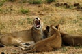 African Lionesses One of the Big Five Royalty Free Stock Photo