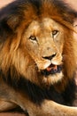 African Lions Royalty Free Stock Photo