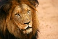 African Lions Royalty Free Stock Photo