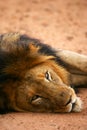 African Lions Royalty Free Stock Photo