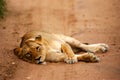 African Lions Royalty Free Stock Photo