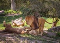 African lions are battling. Summer landscpe