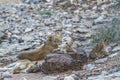 African lions family in Kruger National park, South Africa Royalty Free Stock Photo