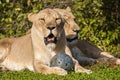 African Lions on grass with ball
